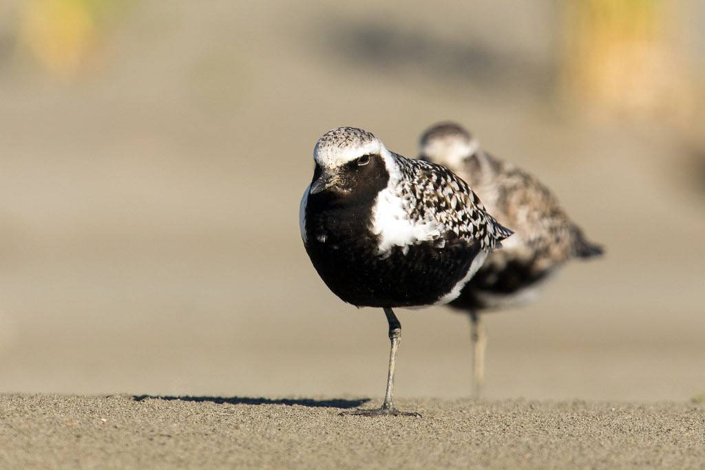 Black-bellied Plovers by Mick Thompson1 is licensed under CC BY-NC 2.0
